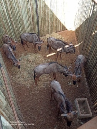 6X BLOUWILDEBEES (Betaal per stuk om lot te neem)
