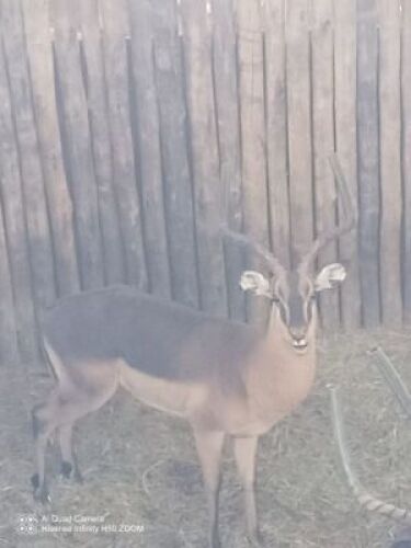 1X SAALRUG ROOIBOK M:1