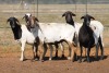 5X MEATMASTER OOI/EWE FLOCK (PAY PER PIECE TO TAKE THE LOT)