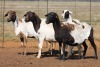 5X MEATMASTER OOI/EWE FLOCK (PAY PER PIECE TO TAKE THE LOT) - 2