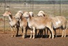 6X MEATMASTER OOI/EWE FLOCK (PAY PER PIECE TO TAKE THE LOT)
