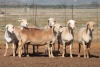 6X MEATMASTER OOI/EWE FLOCK (PAY PER PIECE TO TAKE THE LOT) - 2