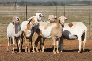 5X MEATMASTER OOI/EWE FLOCK (PAY PER PIECE TO TAKE THE LOT)