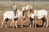 5X MEATMASTER OOI/EWE FLOCK (PAY PER PIECE TO TAKE THE LOT) - 2