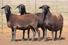 3X MEATMASTER OOI/EWE FLOCK (PAY PER PIECE TO TAKE THE LOT)