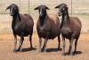 3X MEATMASTER OOI/EWE FLOCK (PAY PER PIECE TO TAKE THE LOT) - 2