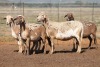 5X MEATMASTER OOI/EWE FLOCK (PAY PER PIECE TO TAKE THE LOT) - 2