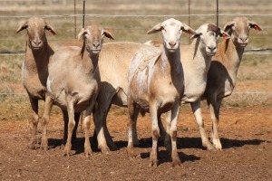 5X MEATMASTER OOI/EWE FLOCK (PAY PER PIECE TO TAKE THE LOT)