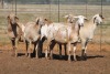 5X MEATMASTER OOI/EWE FLOCK (PAY PER PIECE TO TAKE THE LOT) - 2