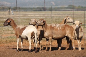 4X MEATMASTER OOI/EWE FLOCK (PAY PER PIECE TO TAKE THE LOT)
