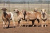 4X MEATMASTER OOI/EWE FLOCK (PAY PER PIECE TO TAKE THE LOT) - 2