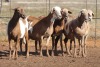 5X MEATMASTER OOI/EWE FLOCK (PAY PER PIECE TO TAKE THE LOT)