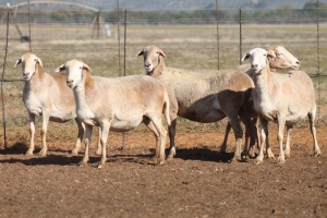 5X MEATMASTER OOI/EWE FLOCK (PAY PER PIECE TO TAKE THE LOT)