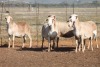 5X MEATMASTER OOI/EWE FLOCK (PAY PER PIECE TO TAKE THE LOT) - 2