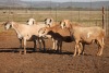 5X MEATMASTER OOI/EWE FLOCK (PAY PER PIECE TO TAKE THE LOT)