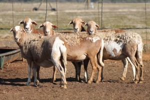 5X MEATMASTER OOI/EWE FLOCK (PAY PER PIECE TO TAKE THE LOT)