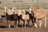 5X MEATMASTER OOI/EWE FLOCK (PAY PER PIECE TO TAKE THE LOT) - 2