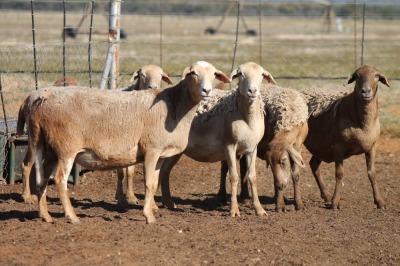 5X MEATMASTER OOI/EWE FLOCK (PAY PER PIECE TO TAKE THE LOT)