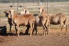 4X MEATMASTER OOI/EWE FLOCK (PAY PER PIECE TO TAKE THE LOT) - 3