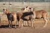 5X MEATMASTER OOI/EWE FLOCK (PAY PER PIECE TO TAKE THE LOT) - 2