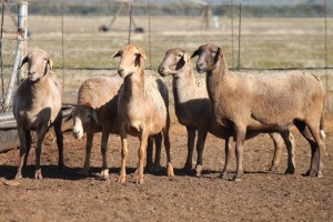 5X MEATMASTER OOI/EWE FLOCK (PAY PER PIECE TO TAKE THE LOT)