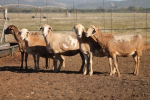 5X MEATMASTER OOI/EWE FLOCK (PAY PER PIECE TO TAKE THE LOT)