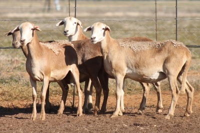 4X MEATMASTER OOI/EWE FLOCK (PAY PER PIECE TO TAKE THE LOT)