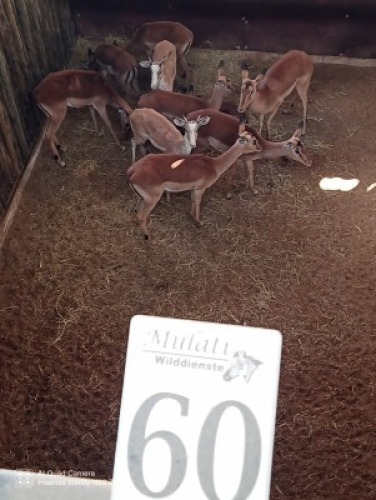 8X ROOIBOK F:8 (Betaal per stuk om lot te neem)