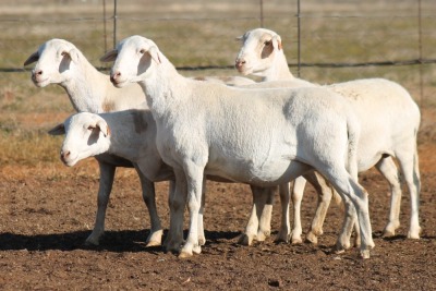 4X MEATMASTER OOI/EWE FLOCK (PAY PER PIECE TO TAKE THE LOT)