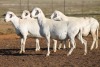 4X MEATMASTER OOI/EWE FLOCK (PAY PER PIECE TO TAKE THE LOT) - 2