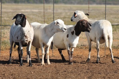 4X MEATMASTER OOI/EWE FLOCK (PAY PER PIECE TO TAKE THE LOT)