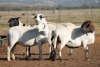 4X MEATMASTER OOI/EWE FLOCK (PAY PER PIECE TO TAKE THE LOT) - 2