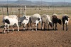 6X MEATMASTER OOI/EWE FLOCK (PAY PER PIECE TO TAKE THE LOT) - 2