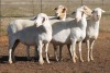 5X MEATMASTER OOI/EWE FLOCK (PAY PER PIECE TO TAKE THE LOT)