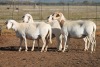 5X MEATMASTER OOI/EWE FLOCK (PAY PER PIECE TO TAKE THE LOT) - 2