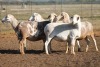 5X MEATMASTER OOI/EWE FLOCK (PAY PER PIECE TO TAKE THE LOT)