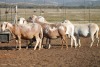 5X MEATMASTER OOI/EWE FLOCK (PAY PER PIECE TO TAKE THE LOT) - 2