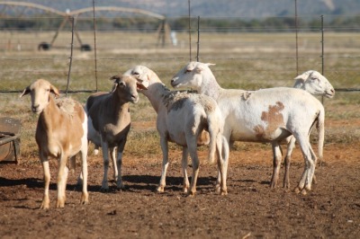 5X MEATMASTER OOI/EWE FLOCK (PAY PER PIECE TO TAKE THE LOT)