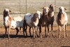 5X MEATMASTER OOI/EWE FLOCK (PAY PER PIECE TO TAKE THE LOT)