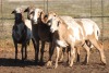 5X MEATMASTER OOI/EWE FLOCK (PAY PER PIECE TO TAKE THE LOT) - 2