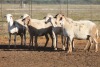 6X MEATMASTER OOI/EWE FLOCK (PAY PER PIECE TO TAKE THE LOT)