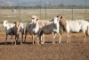 6X MEATMASTER OOI/EWE FLOCK (PAY PER PIECE TO TAKE THE LOT) - 2