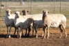 5X MEATMASTER OOI/EWE FLOCK (PAY PER PIECE TO TAKE THE LOT)