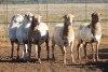 5X MEATMASTER OOI/EWE FLOCK (PAY PER PIECE TO TAKE THE LOT) - 2