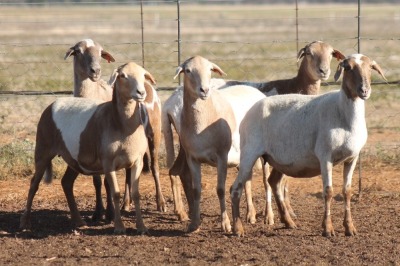 5X MEATMASTER OOI/EWE FLOCK (PAY PER PIECE TO TAKE THE LOT)