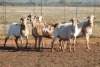 5X MEATMASTER OOI/EWE FLOCK (PAY PER PIECE TO TAKE THE LOT) - 2