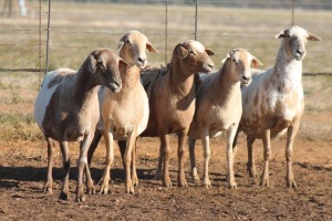 5X MEATMASTER OOI/EWE FLOCK (PAY PER PIECE TO TAKE THE LOT)