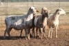 5X MEATMASTER OOI/EWE FLOCK (PAY PER PIECE TO TAKE THE LOT) - 2