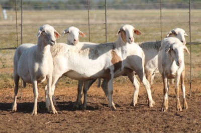 5X MEATMASTER OOI/EWE FLOCK (PAY PER PIECE TO TAKE THE LOT)