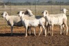 5X MEATMASTER OOI/EWE FLOCK (PAY PER PIECE TO TAKE THE LOT) - 2